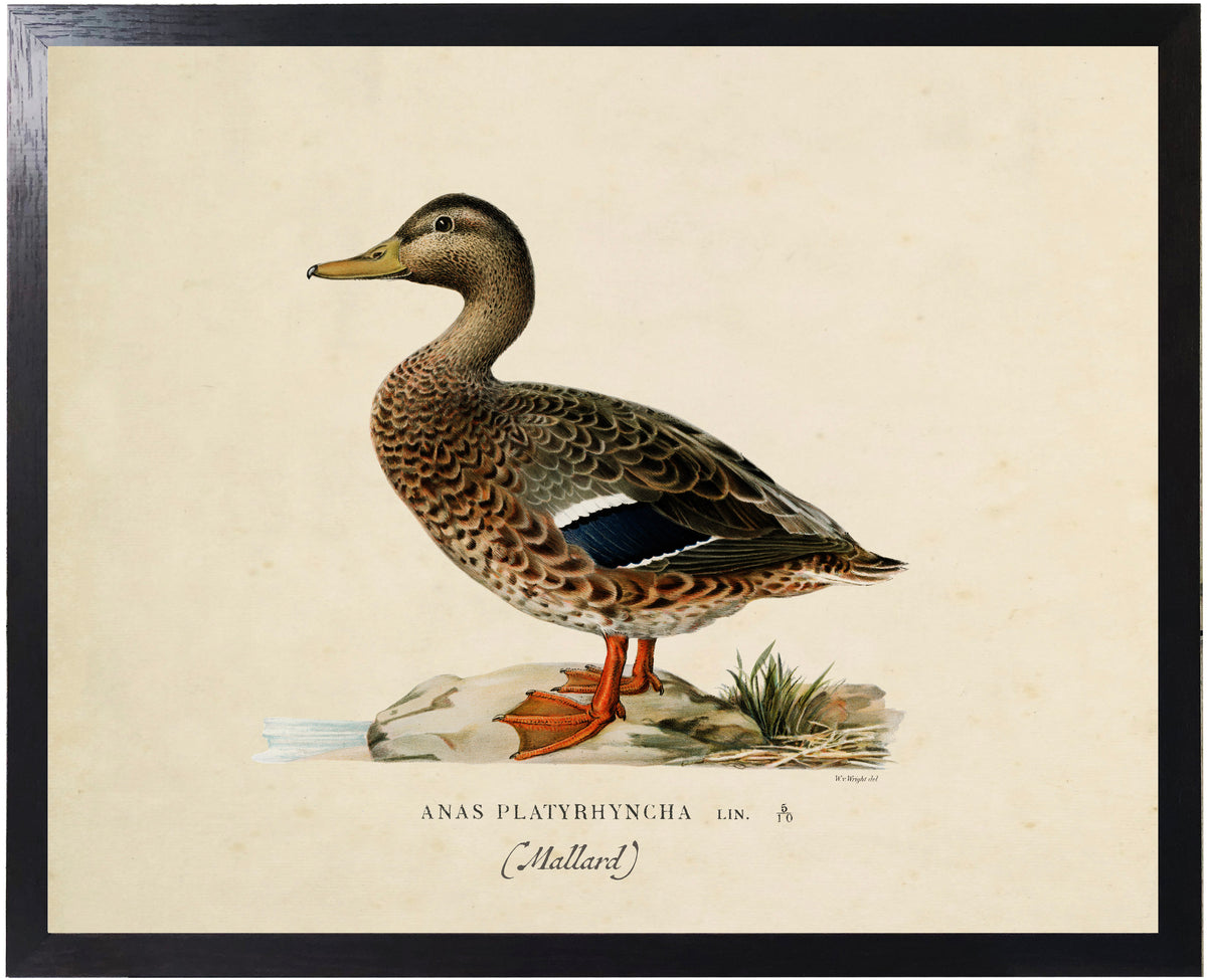 Framed Vintage Bookplate Mallard Hen