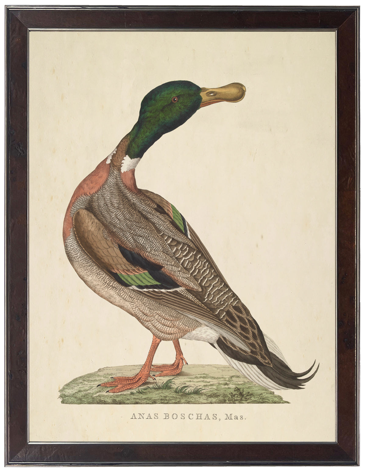 Anas Boschas Mas Framed Print