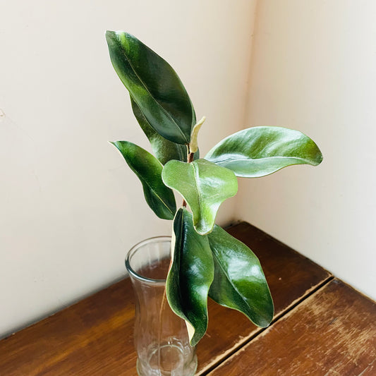 Magnolia Leaves Stem