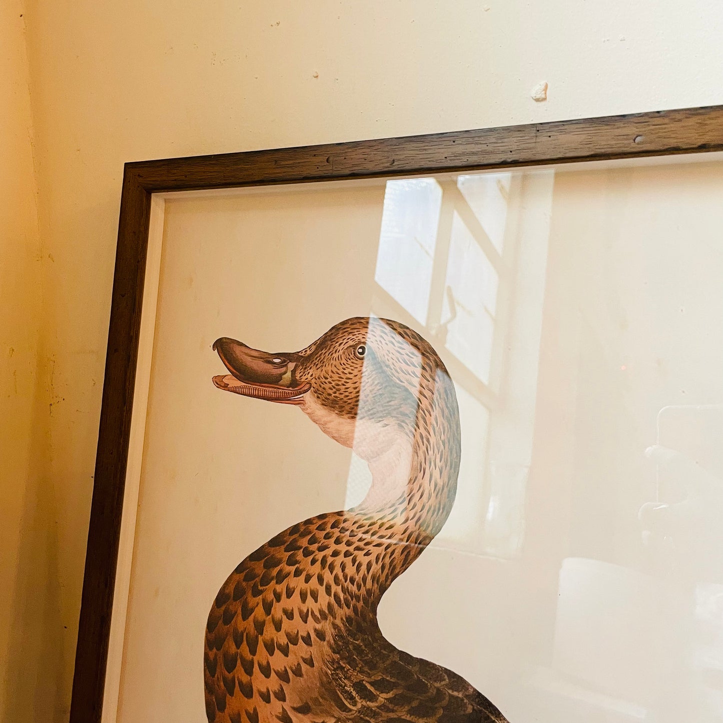 Anas Boschas Foemina Framed Print