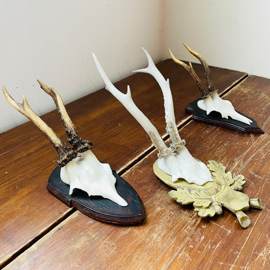 Roe Deer Reproduction European Mount