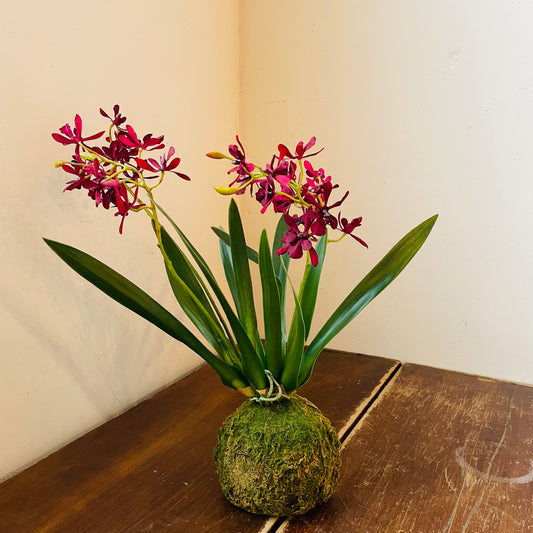 Mini Maroon Orchid in Moss Ball