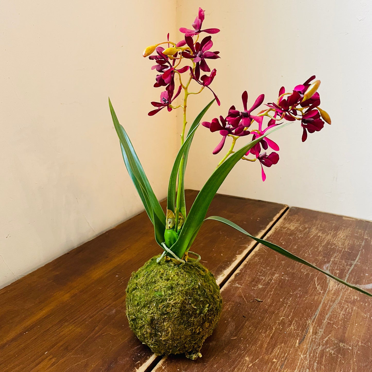 Mini Maroon Orchid in Moss Ball
