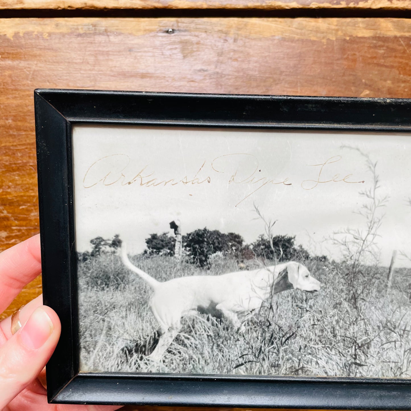"Arkansas Dixie Lee" Hunting Dog Photograph- Vintage