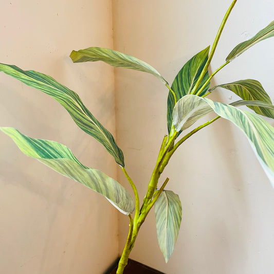 Variegated Ti Plant Branch