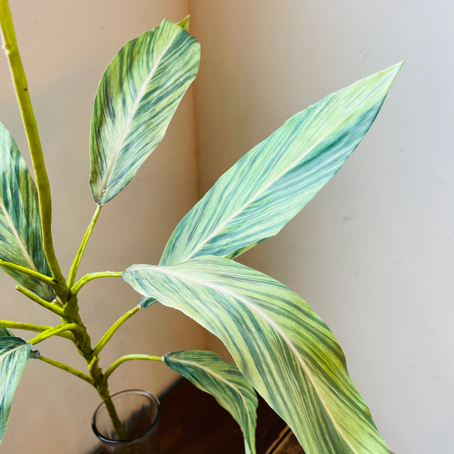 Variegated Ti Plant Branch