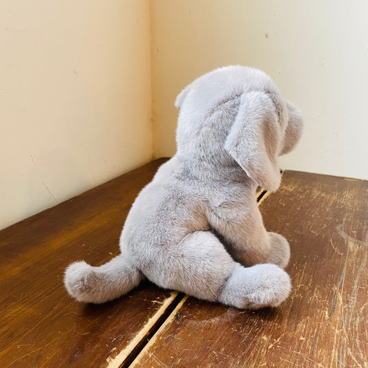 Argenta the Silver Lab