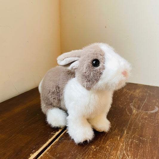 Daffodil the Dutch Bunny