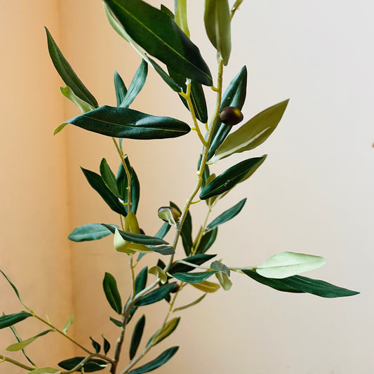 Italian Olive Stem