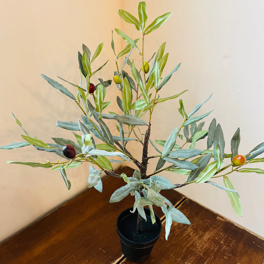 Mesa Potted Olive Tree