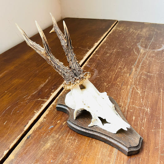 The Aberdeenshire Roe Deer European Mount- Vintage