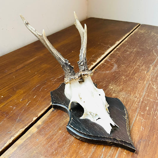 The Cairngorms Roe Deer European Mount- Vintage