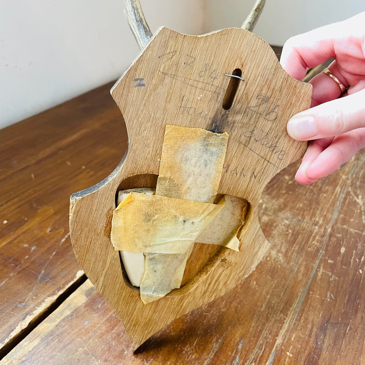 The Cairngorms Roe Deer European Mount- Vintage