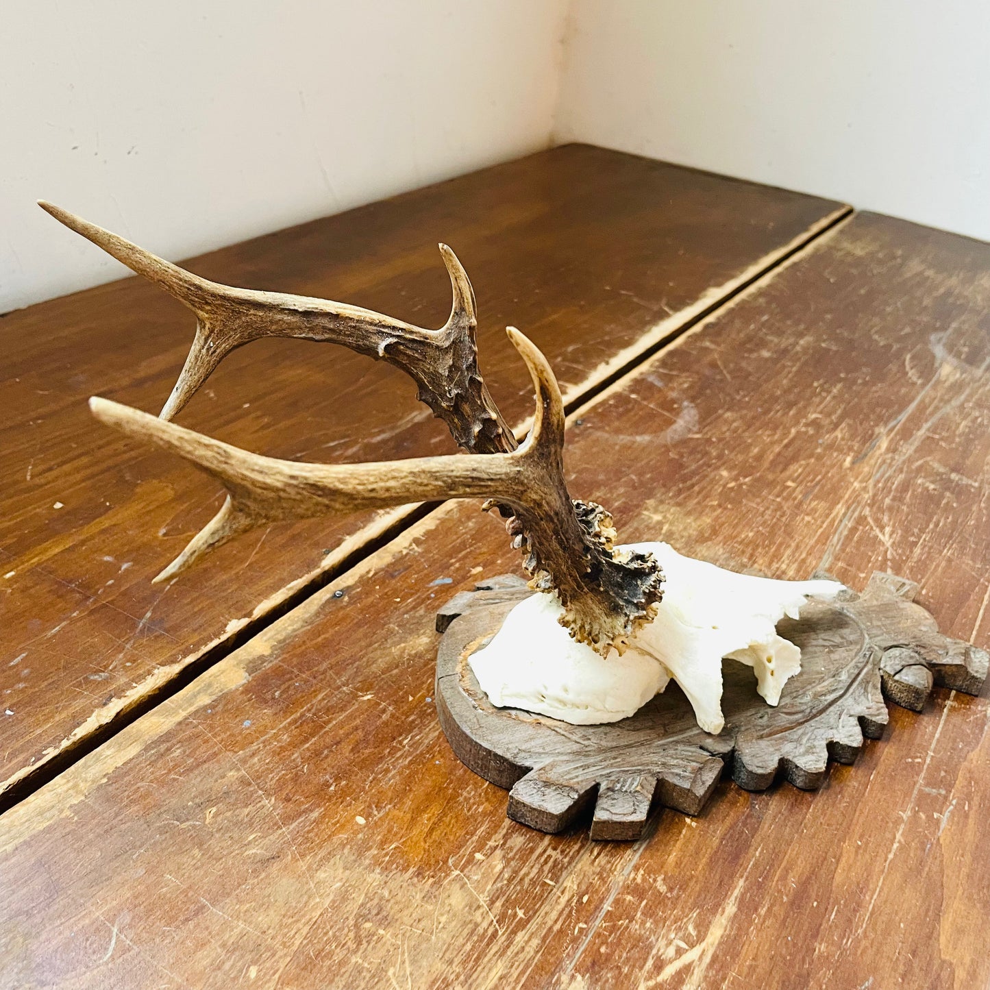 The Trossachs Roe Deer European Mount- Vintage