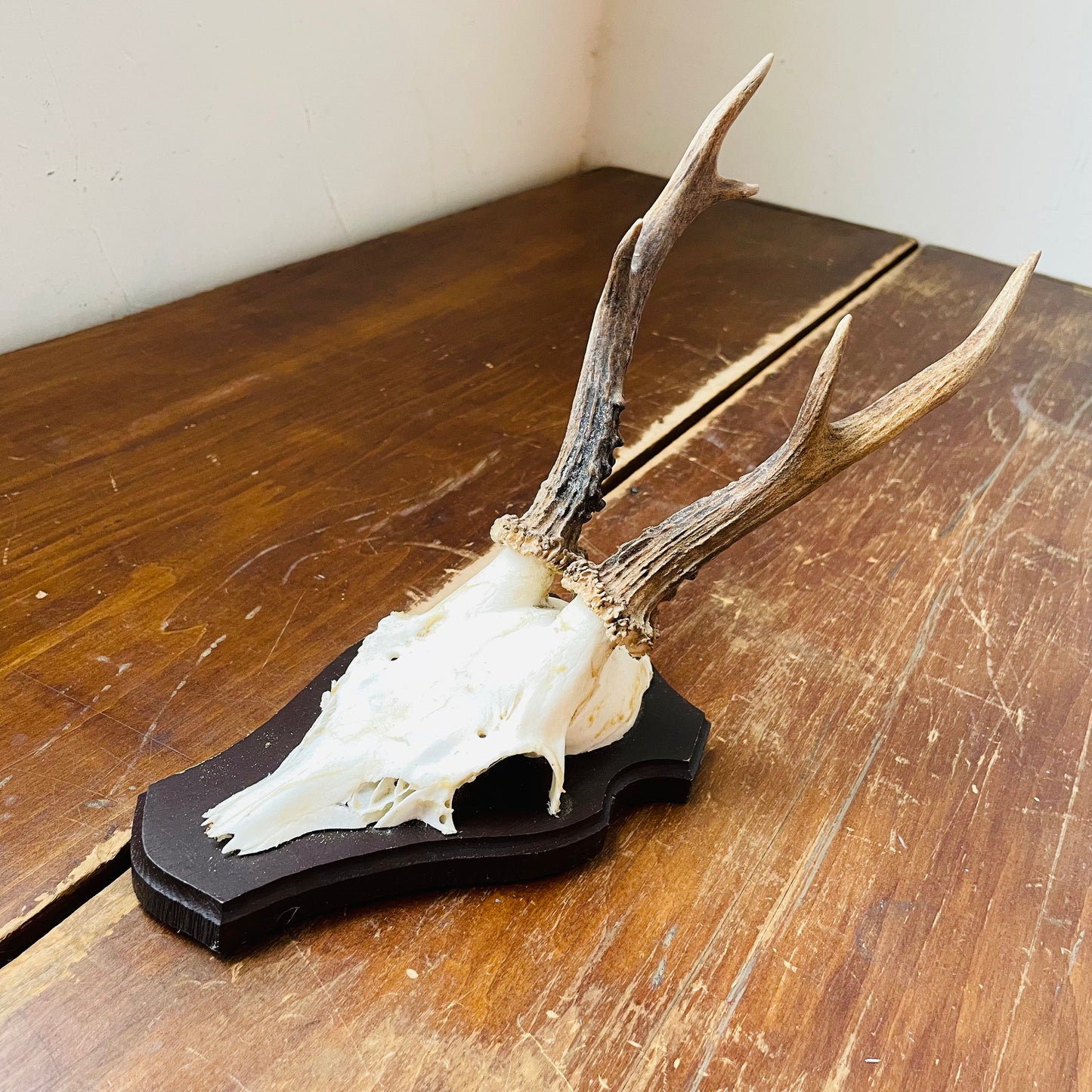 The Dorchester Roe Deer European Mount- Vintage