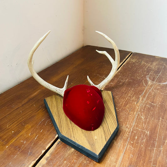 The Quincy Whitetail Deer Plaque Mount- Vintage