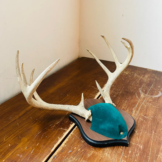 The Sigourney Whitetail Deer Plaque Mount- Vintage