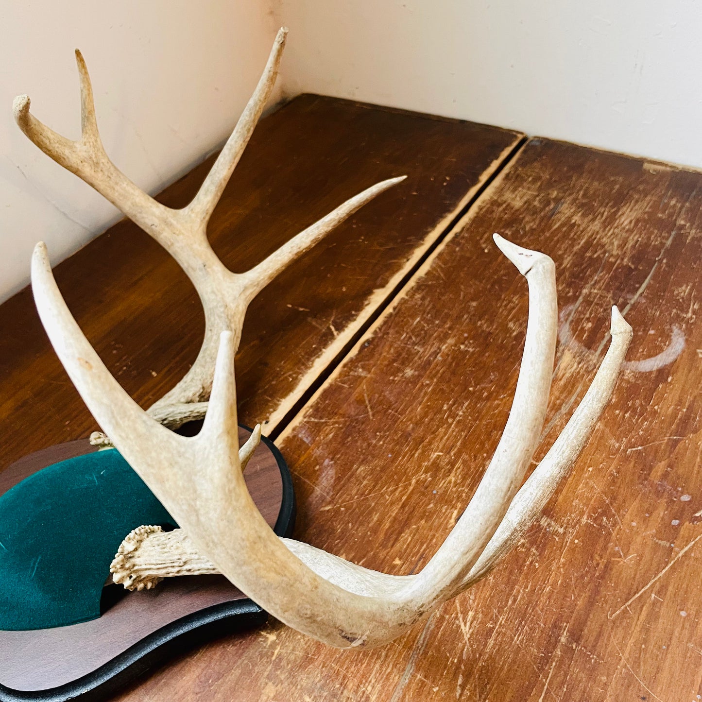 The Sigourney Whitetail Deer Plaque Mount- Vintage