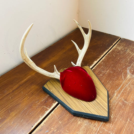 The Walhonding Whitetail Deer Plaque Mount- Vintage