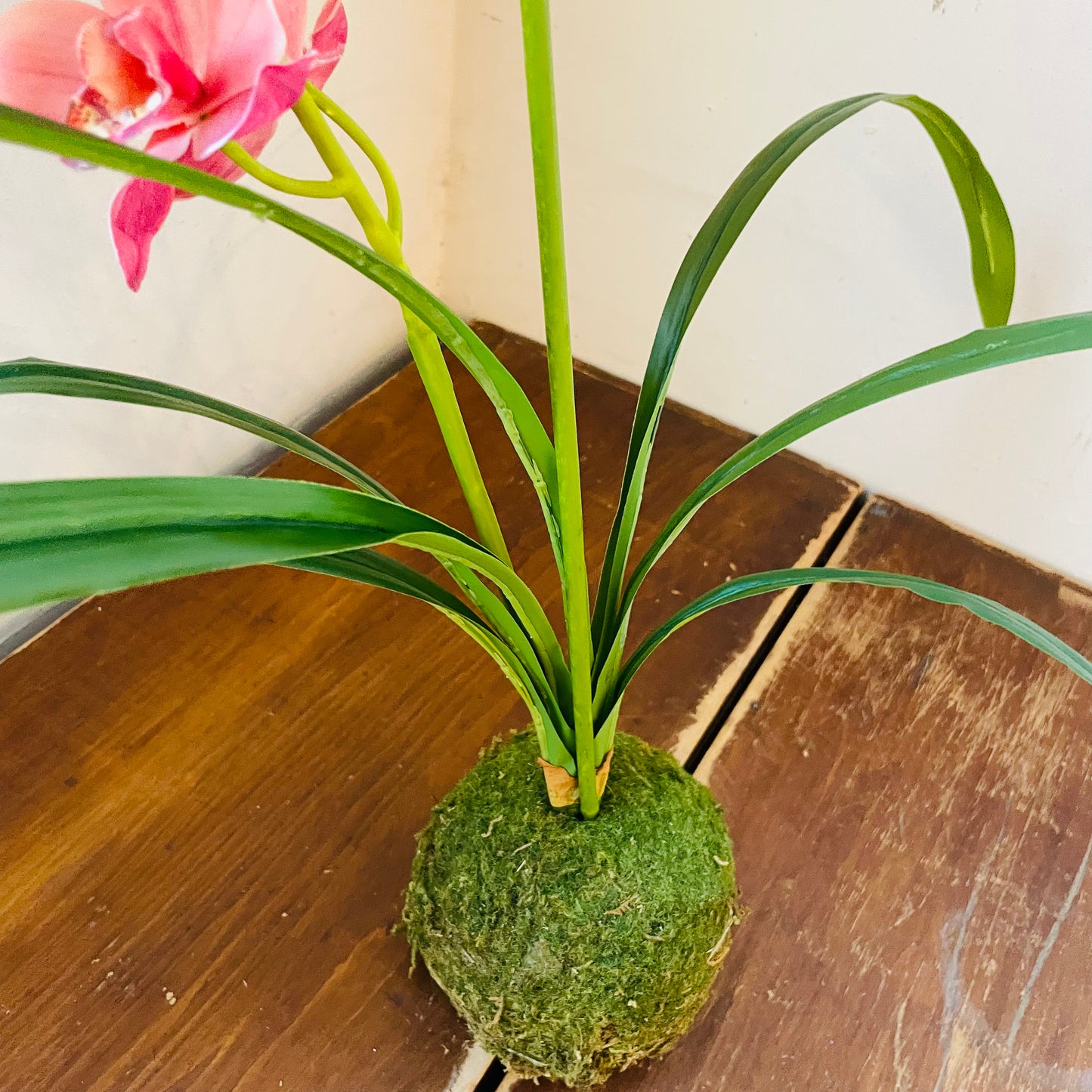 Berry Cymbidium In Moss Ball