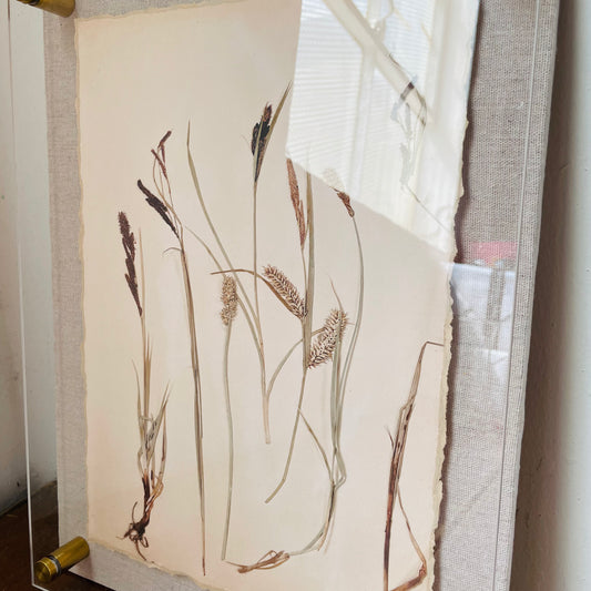Gallery Framed Dried Botanical Print