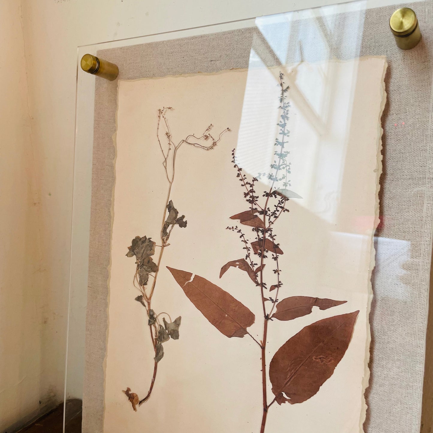 Gallery Framed Dried Botanical Print