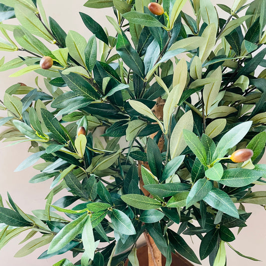 Potted Olive Topiary