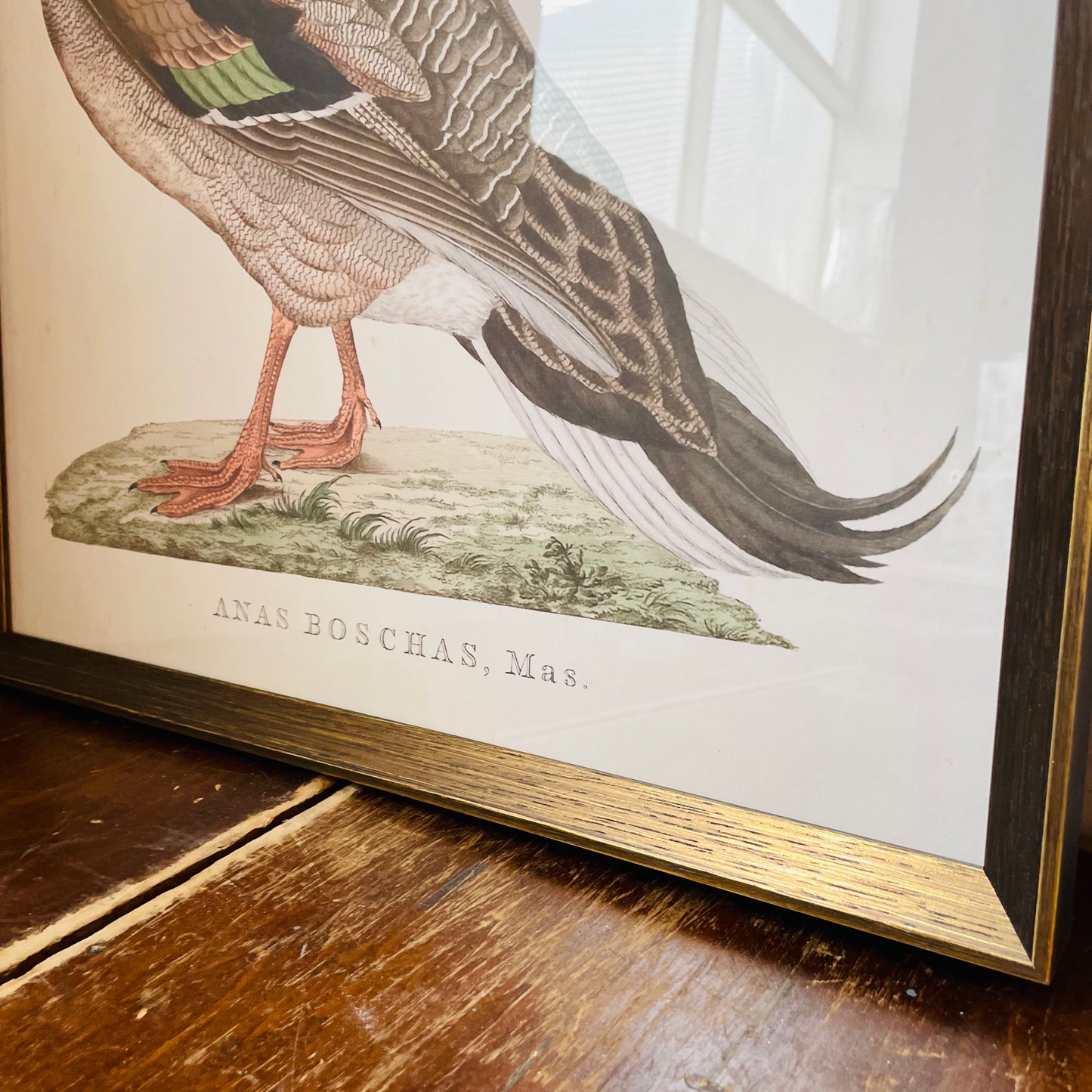 Anas Boschas Mas II Framed Print