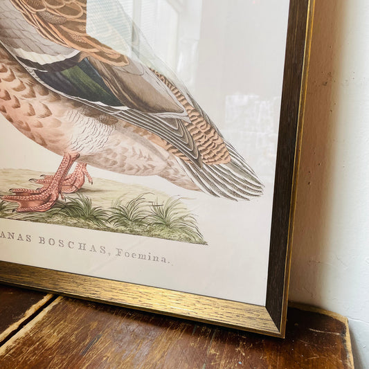 Anas Boschas Foemina II Framed Print
