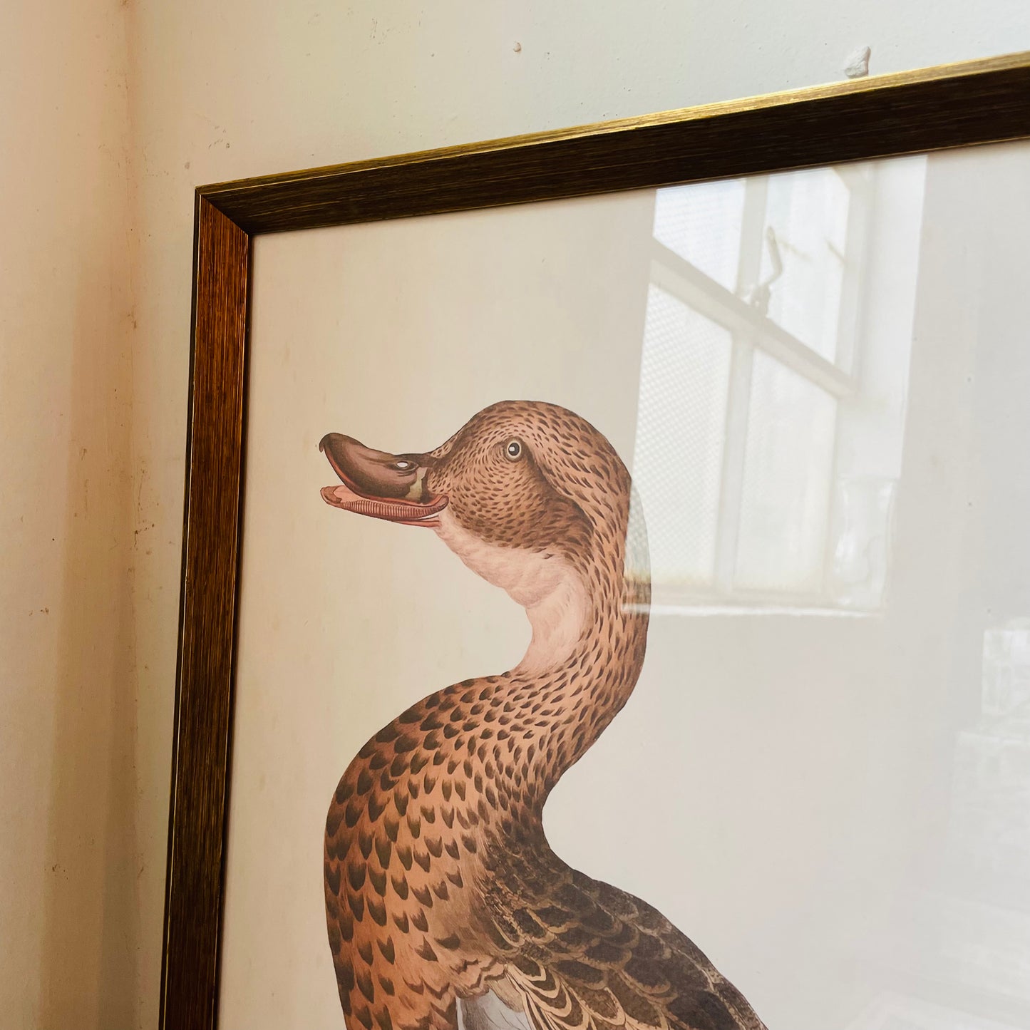 Anas Boschas Foemina II Framed Print