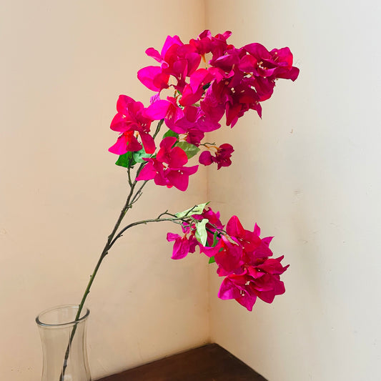 Bougainvillea Bridal Purple Stem