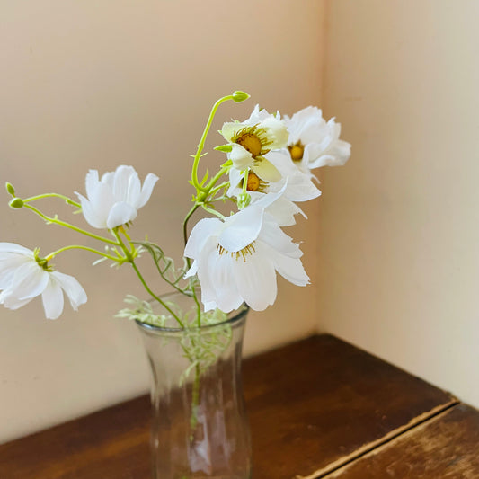 White Garden Cosmos Stem