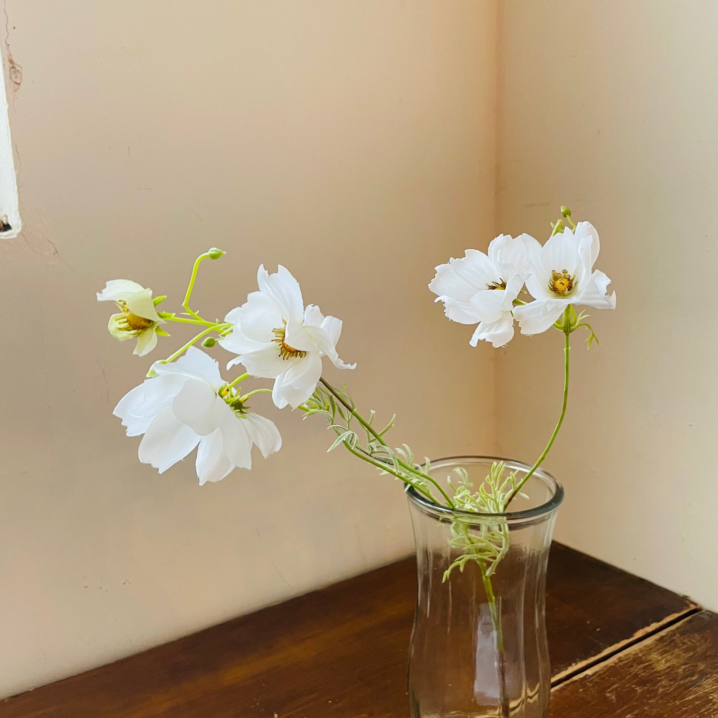 White Garden Cosmos Stem