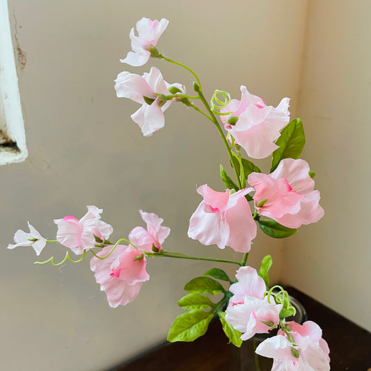 Lavender Sweet Pea Stem