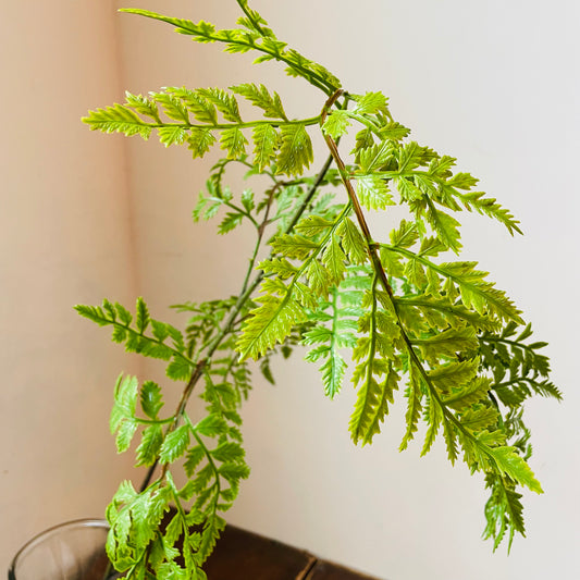 Grand Fern Stem
