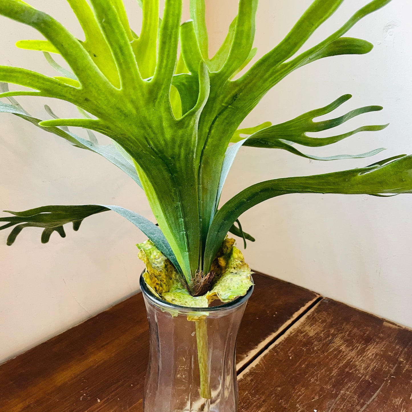 Staghorn Fern Stem