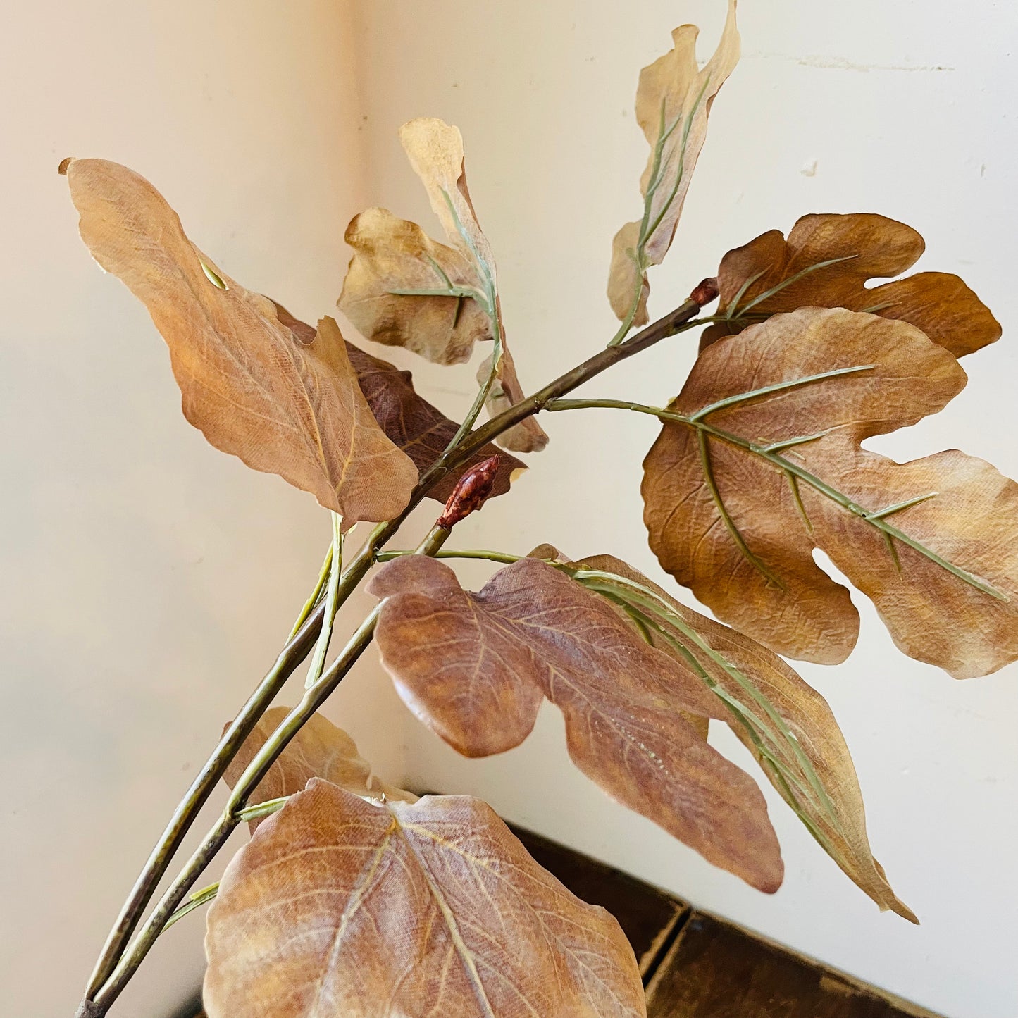 Autumn Gold Fig Stem