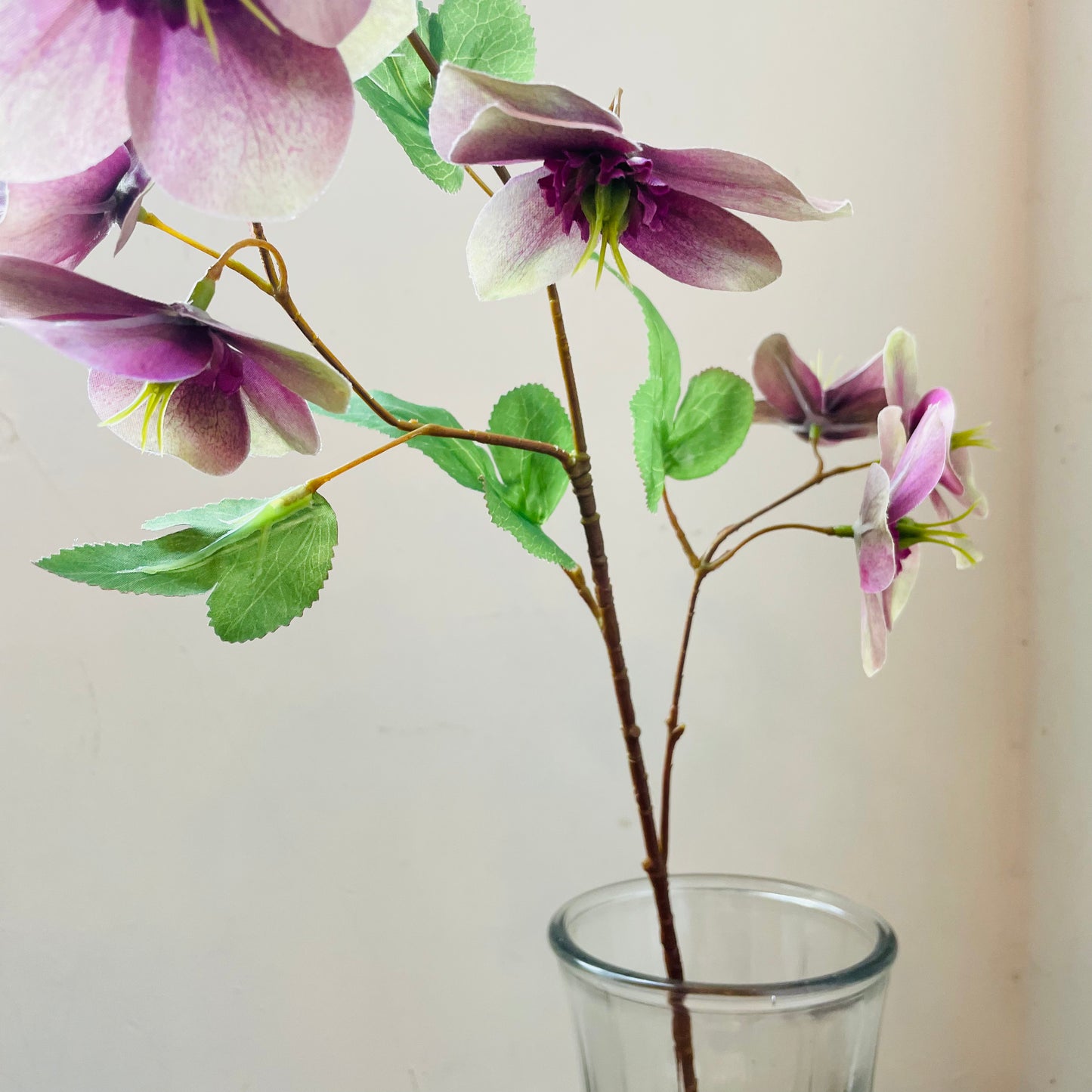Purple Hellebore Stem
