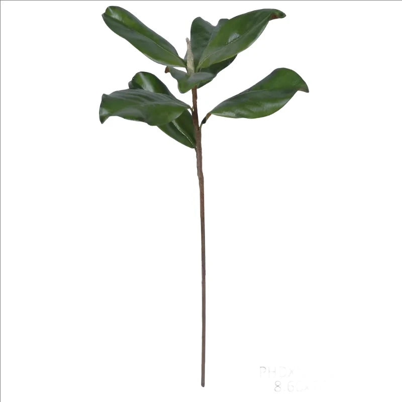 Magnolia Leaves Stem