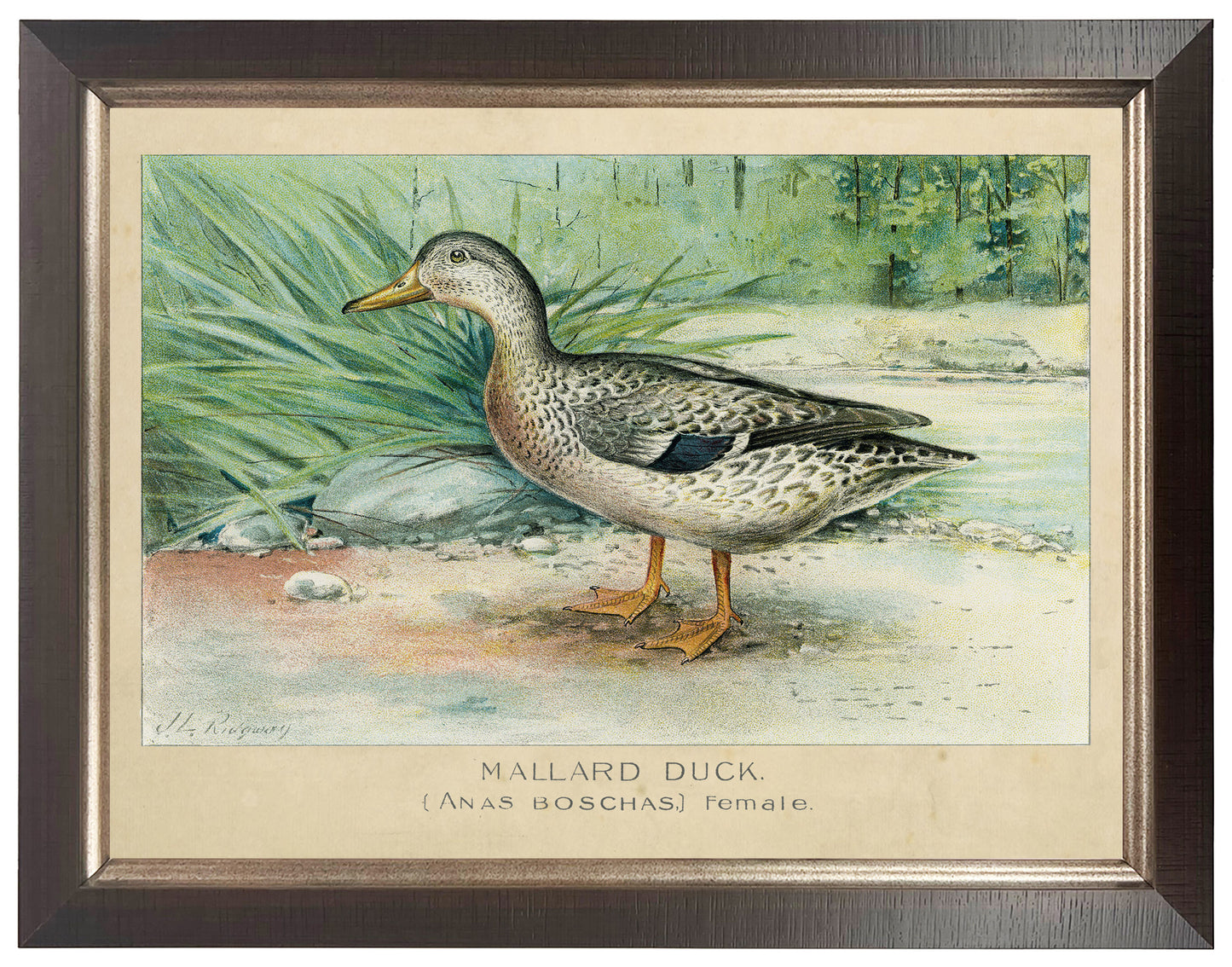 Framed Vintage Bookplate of the Female Mallard