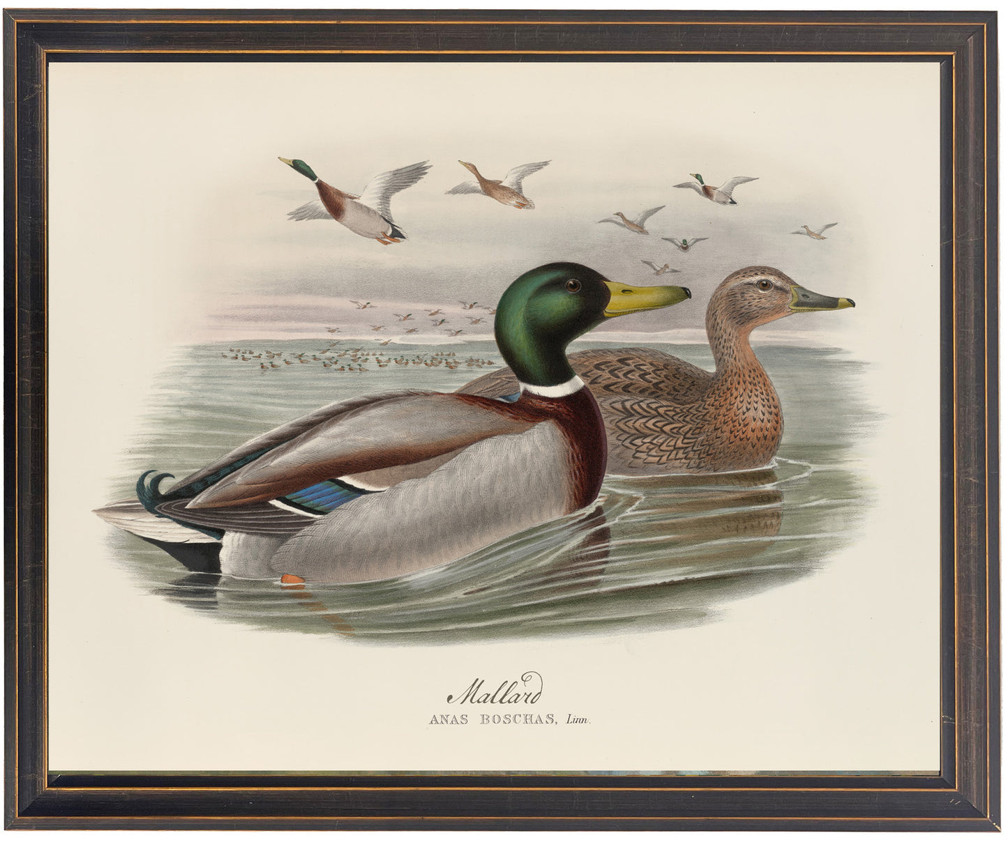 Framed Vintage Mallard Duck Pair on Open Water