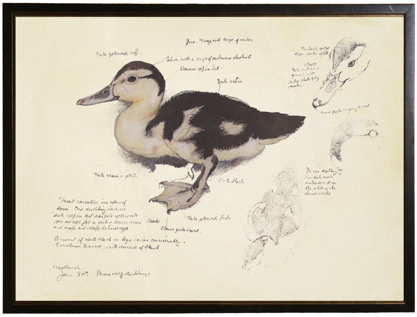 Framed Mallard Duckling Diagram