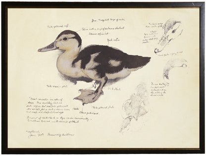 Framed Mallard Duckling Diagram