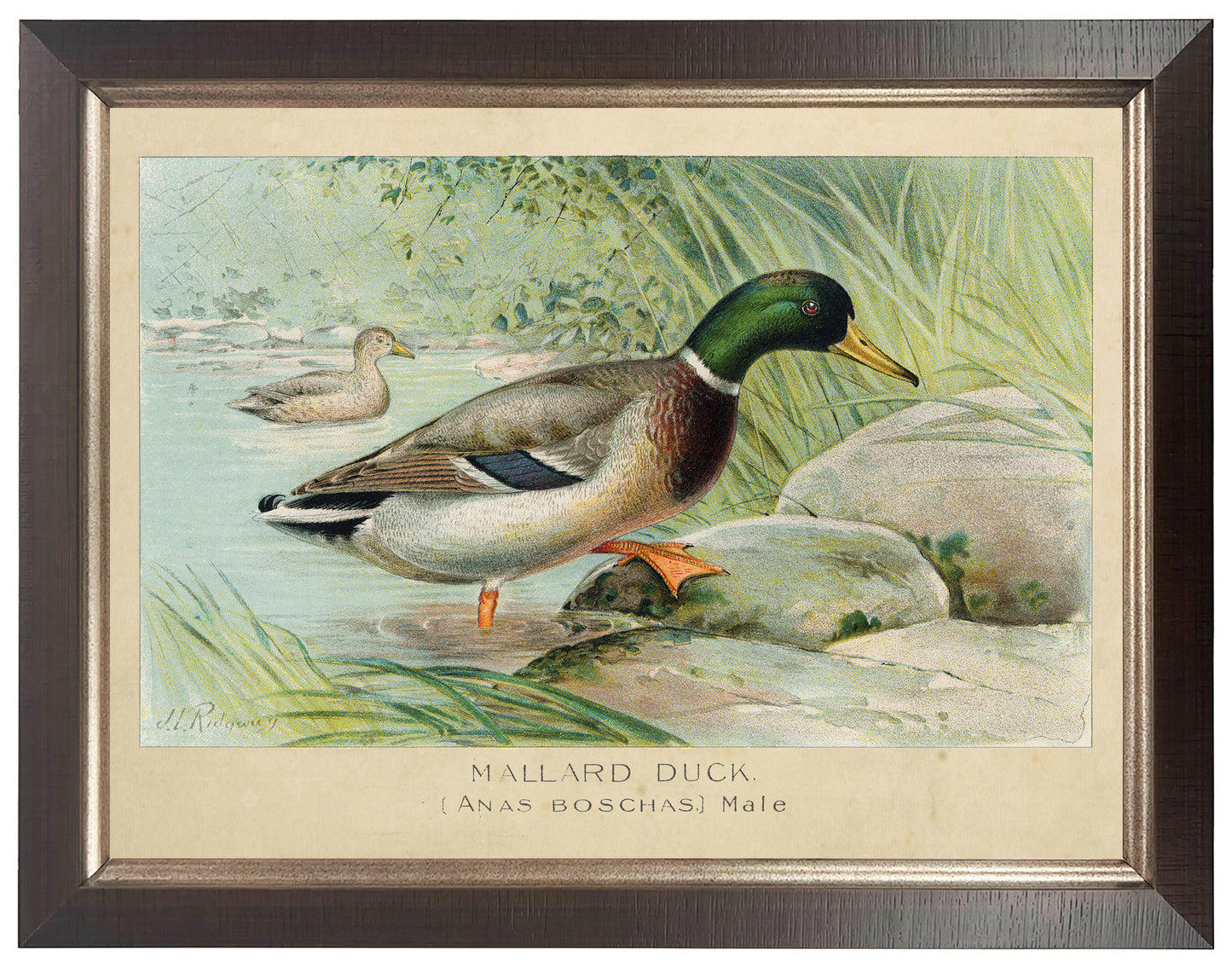 Framed Vintage Bookplate of the Male Mallard