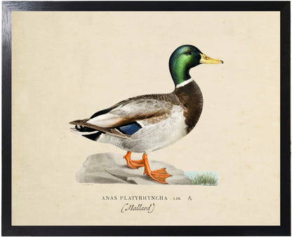 Framed Vintage Bookplate Mallard Drake