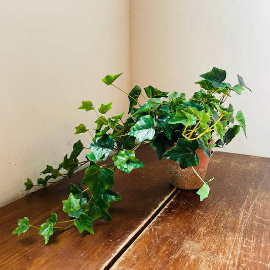 Green House Potted Ivy