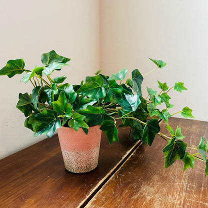 Green House Potted Ivy