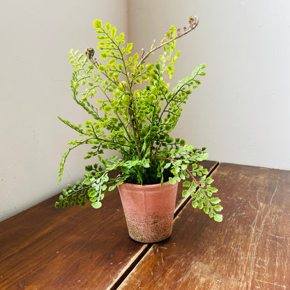 Potting Shed Fern