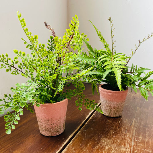 Potting Shed Fern