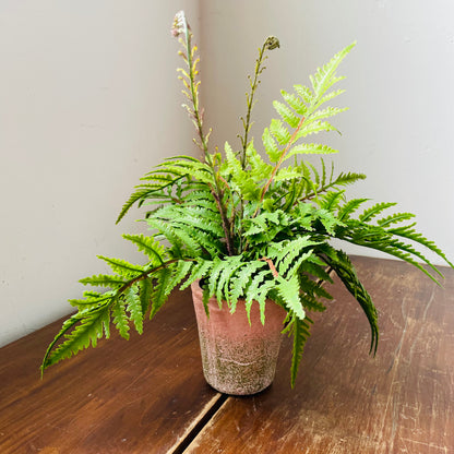 Potting Shed Fern